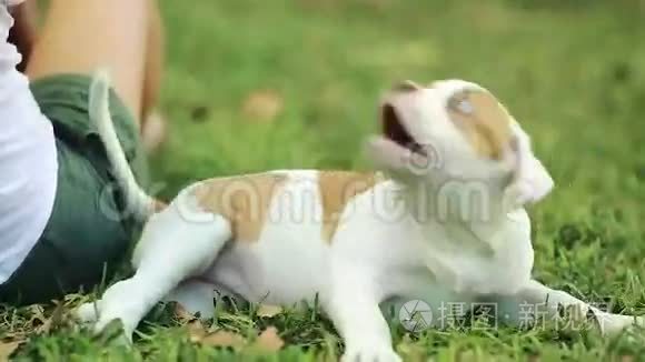 在草地上玩可爱小狗的女人视频