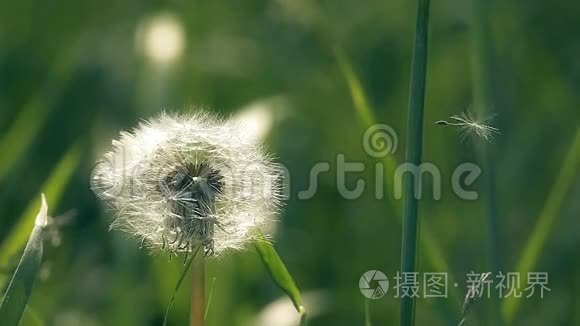 用慢动作视频关闭蒲公英种子视频