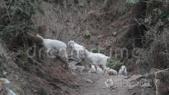 喜玛拉雅山山坡上喂绵羊和山羊视频