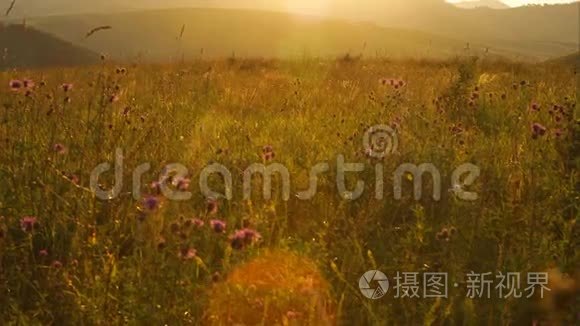 俄罗斯阿勒泰有野花的风景区视频