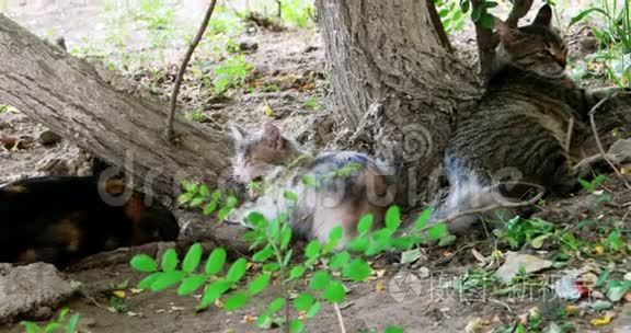 野猫在树旁栖息的骄傲视频