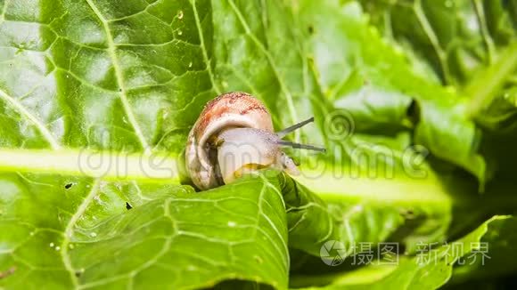 花园蜗牛爬下绿叶视频