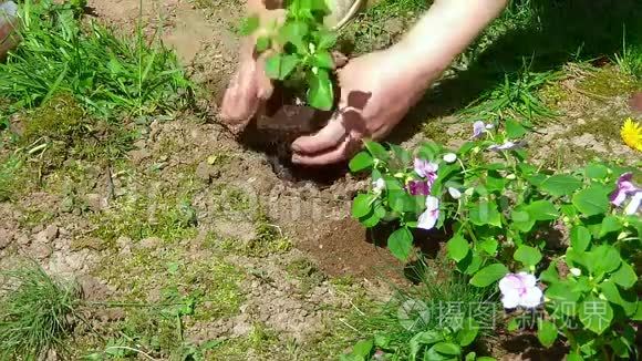 老年妇女种植花卉视频