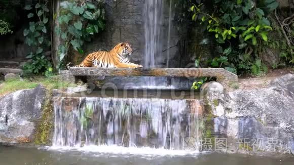 老虎躺在瀑布附近的岩石上。 泰国