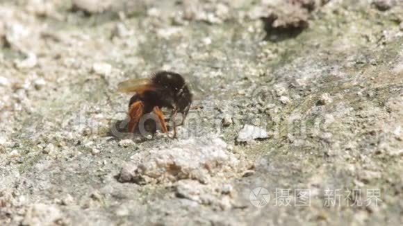 大黄蜂从土壤中消耗矿物质视频