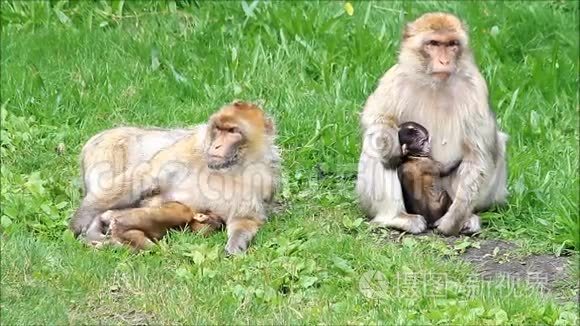 可爱的猴子西尔瓦娜和她的孩子视频