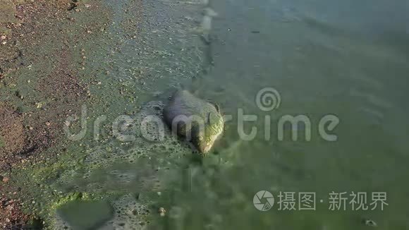 股票视频录像生态死冲浪绿鱼视频