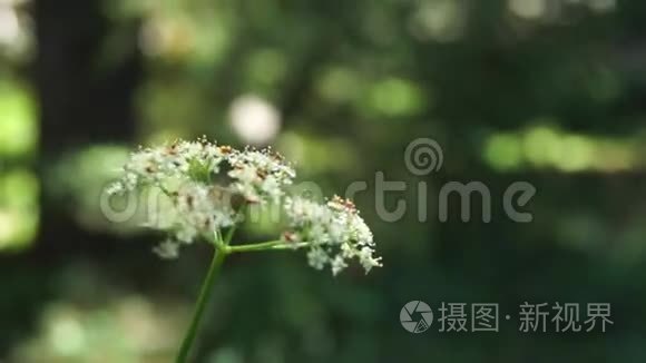 森林荒野中有昆虫的花视频