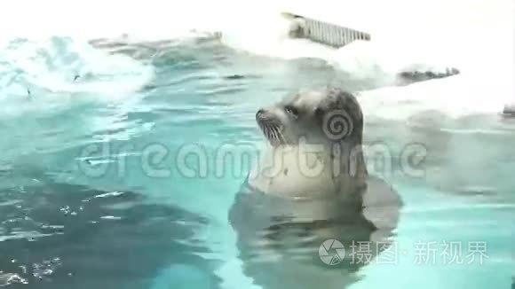 海洋馆里漂浮着水和冰视频