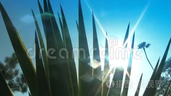 阳光和镜头透过芦荟植物视频