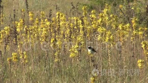 鸟雀在黄花顶上栖息视频