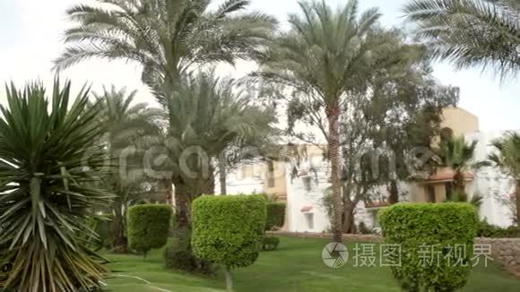酒店有美丽的绿色植被和棕榈树