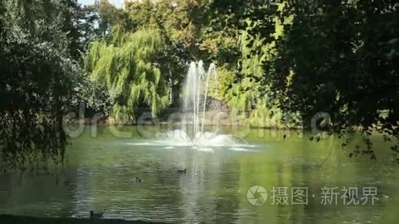 公园里有喷泉的美丽湖泊视频