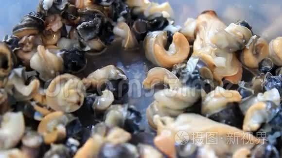 苍蝇栖息在死去的蜗牛上视频