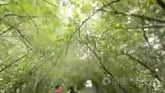 新郎新娘在夏季公园散步视频
