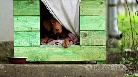 匈牙利的维兹拉把雨打得稀巴烂视频