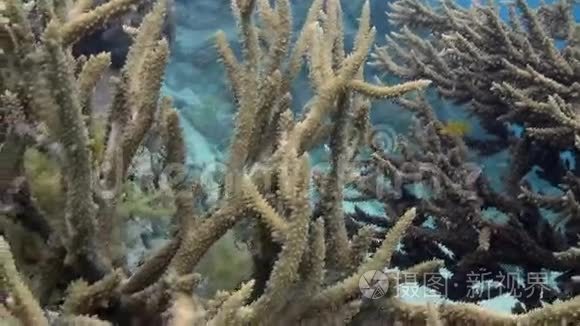 红海礁沙底的角珊瑚视频