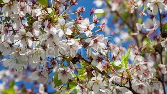 樱花日本樱花树枝视频