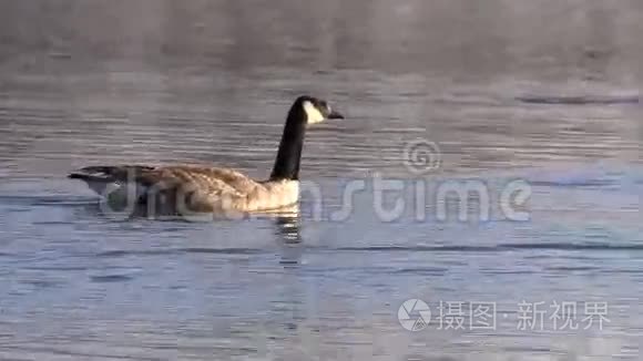 加拿大鹅湖上视频