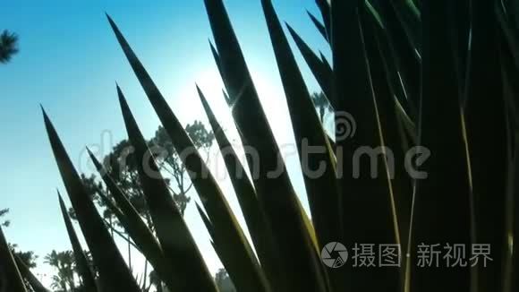 阳光和镜头透过芦荟植物视频