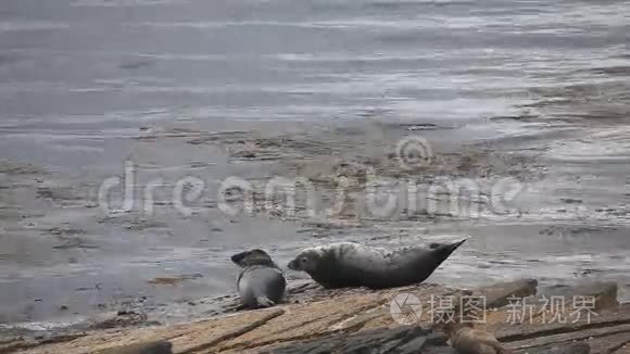 灰色的海豹栖息在岩石海岸视频