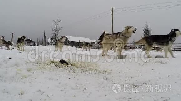 哈士奇狗准备好参加狗狗赛跑视频