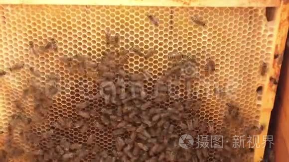 背景六边形纹理，蜡蜂窝从蜂房充满金色蜂蜜。