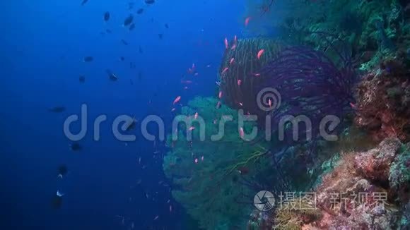 菲律宾的珊瑚礁视频