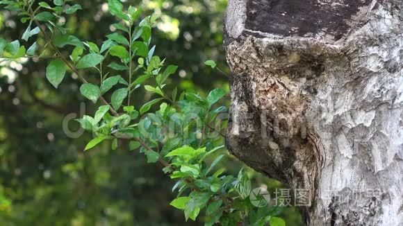 花园里的树和树叶视频