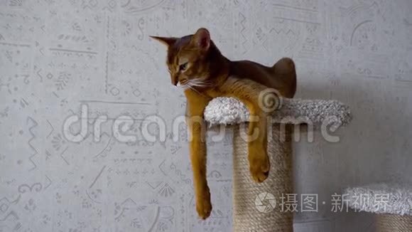 阿比西尼亚猫在基座视频