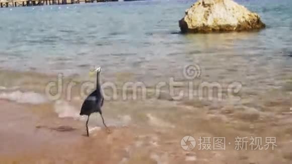 埃及红海海滩鱼礁海隆猎人视频