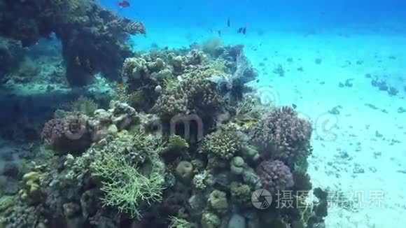 珊瑚礁上的非洲狮鱼视频