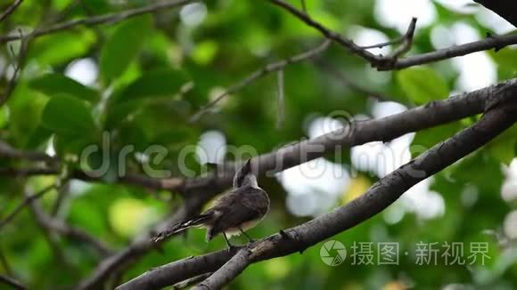 野生马来西亚斑尾鸟视频