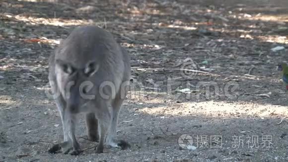 澳大利亚袋鼠岛的袋鼠视频