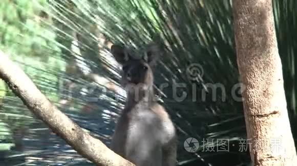 澳大利亚袋鼠岛的袋鼠视频