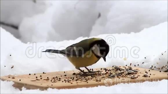 为野生鸟类喂食的地方视频