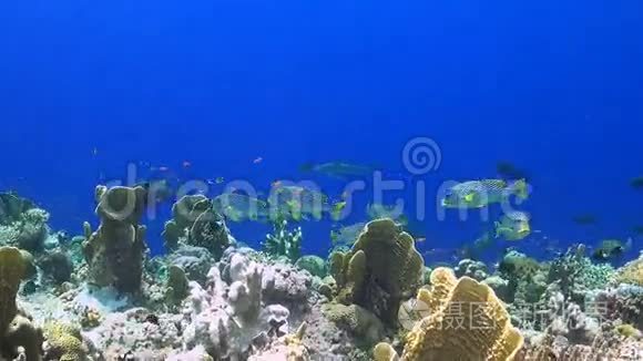 菲律宾五颜六色的珊瑚礁视频