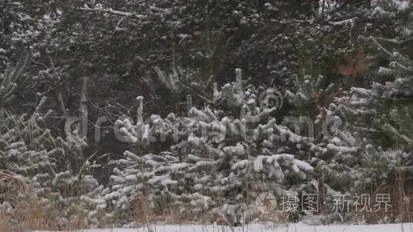 白雪皑皑的冬林圣诞节