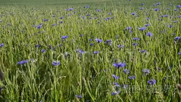 蓝色的花朵视频