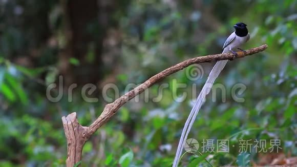 亚洲天堂捕蝇器栖息在树枝上视频