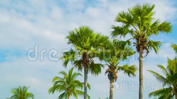 天空背景下的热带棕榈树视频