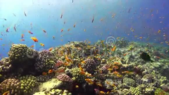 热带鱼类对充满活力的珊瑚礁视频