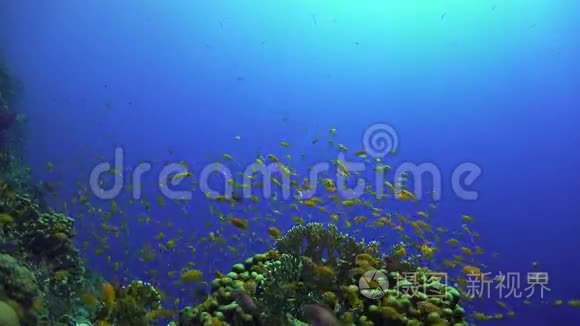 热带鱼类对充满活力的珊瑚礁视频