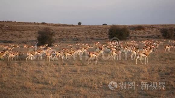 春羚羚羊群视频