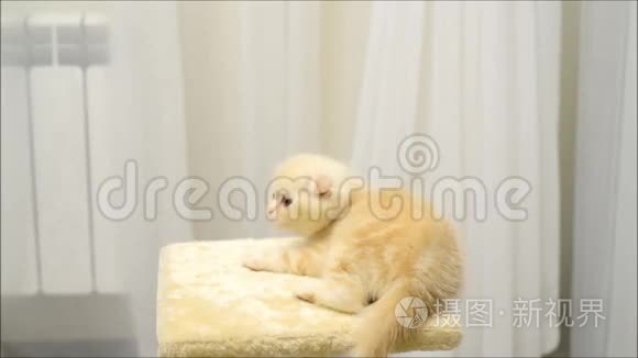 一只小猫在玩玩具和挠痒痒视频