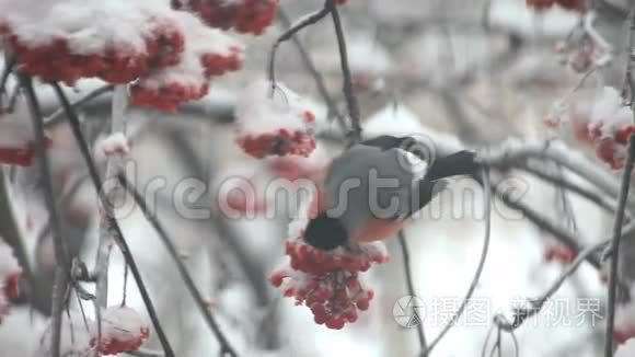 牛翅在雪地里吃树上的红视频