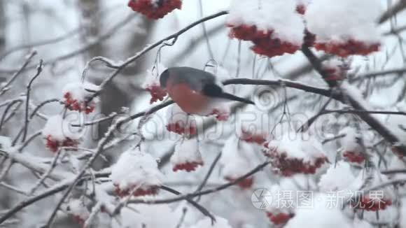 牛翅在雪地里吃树上的红视频