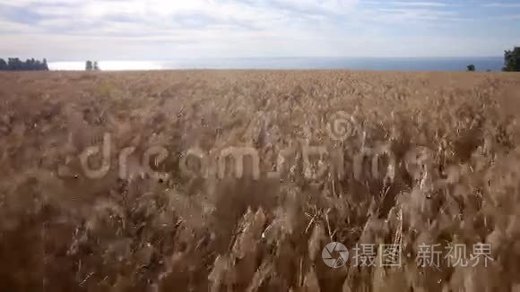 空中：黄色的麦田，蓝色的大海。 夏季