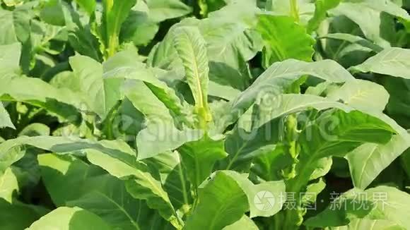 泰国烟草厂施用杀虫剂和化肥视频