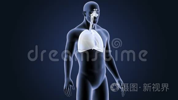 呼吸系统和心脏与身体视频